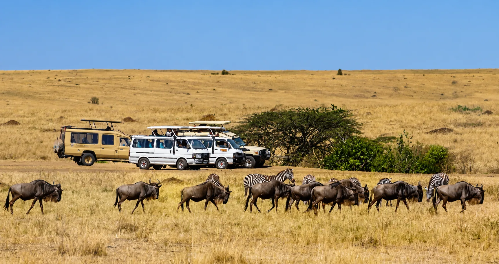 Wildebeest, zebras and safari vehicles in the Maasai Mara, Kenya
