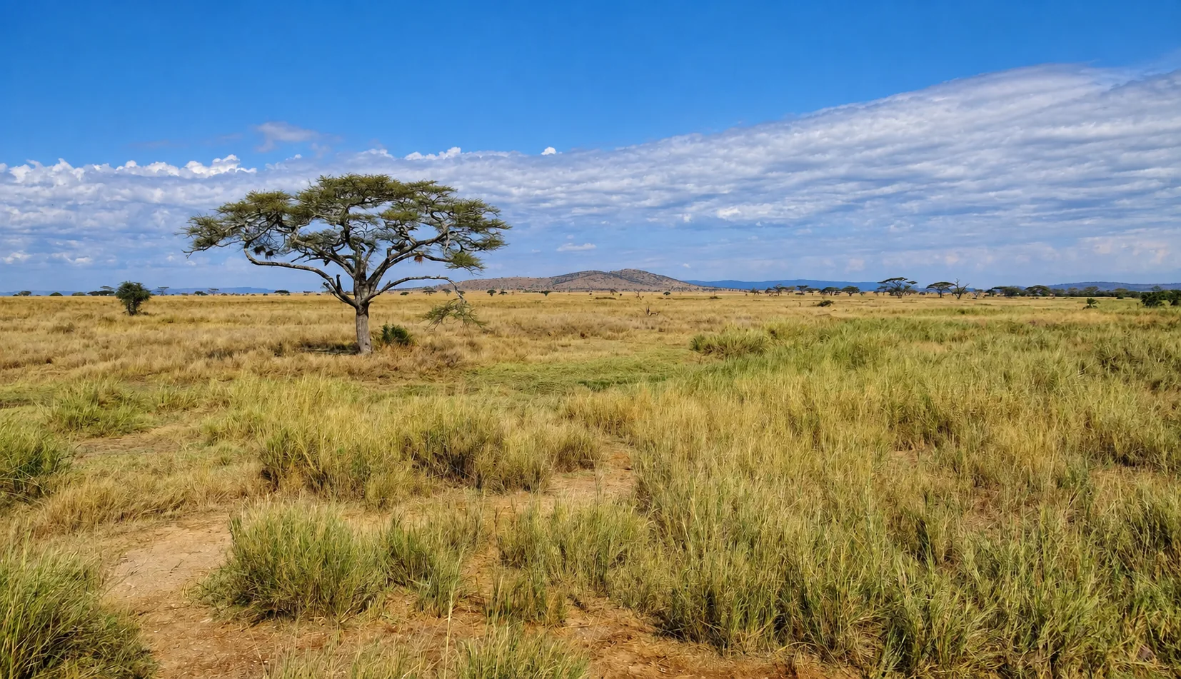 Acacia tree and open grasslands in the Serengeti, Tanzania