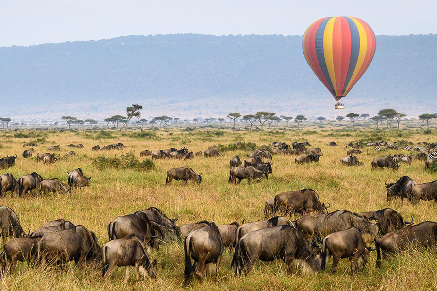 African Safari